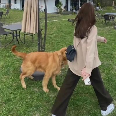桃乐丝·罗奇的恐惧